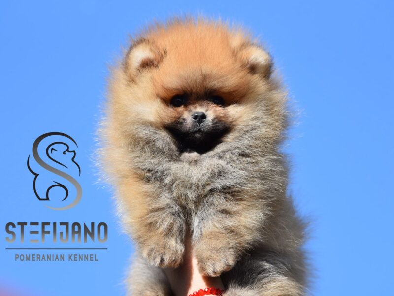 Pomeranian BOO – szczenięta typu miś