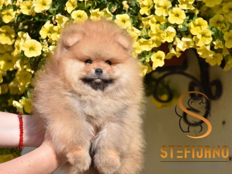 Pomeranian BOO – szczenięta typu miś
