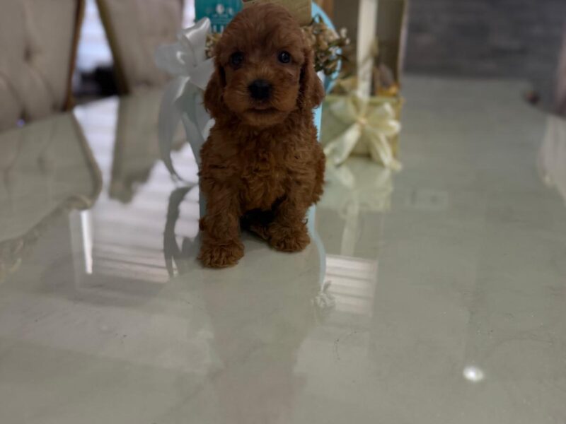 Goldendoodle Piękne Szczenięta