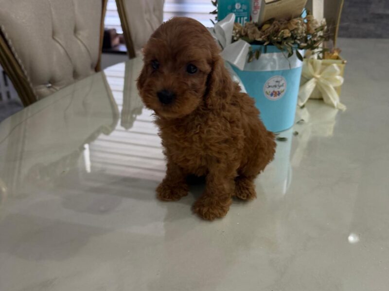Goldendoodle Piękne Szczenięta
