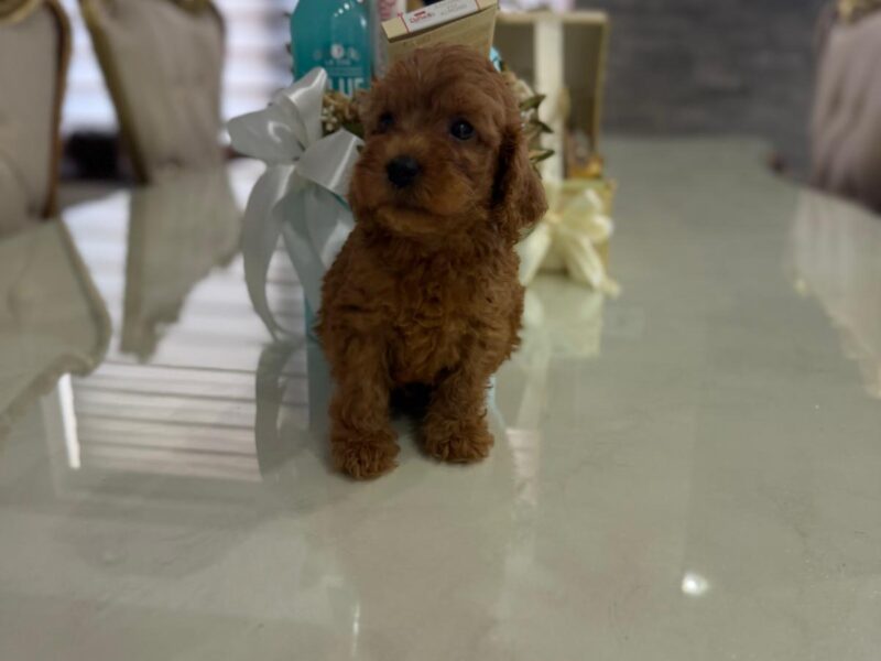 Goldendoodle Piękne Szczenięta