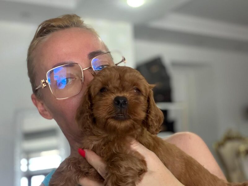 Goldendoodle Piękne Szczenięta