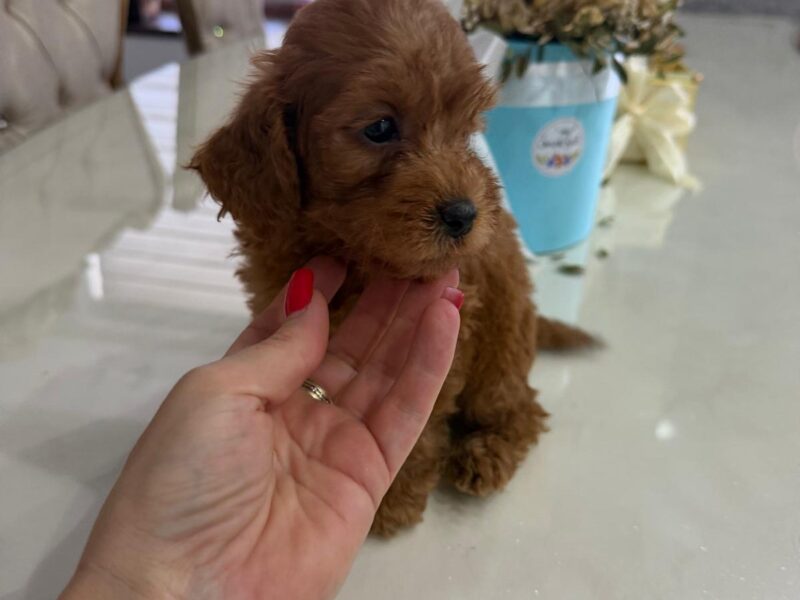 Goldendoodle Piękne Szczenięta