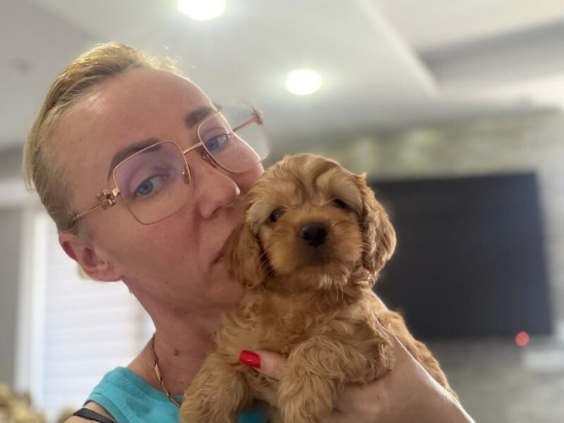 Goldendoodle Piękne Szczenięta