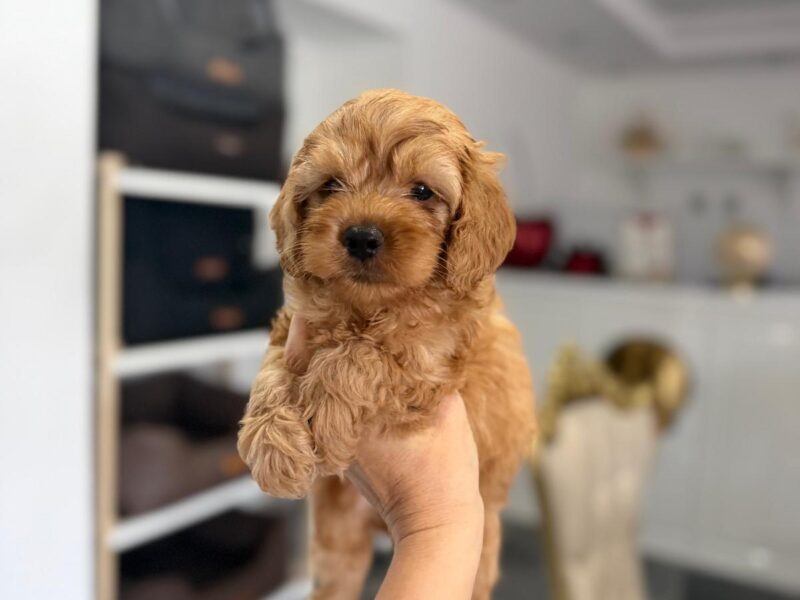 Goldendoodle Piękne Szczenięta