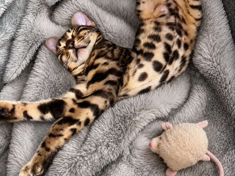 Kocięta bengalskie na sprzedaż