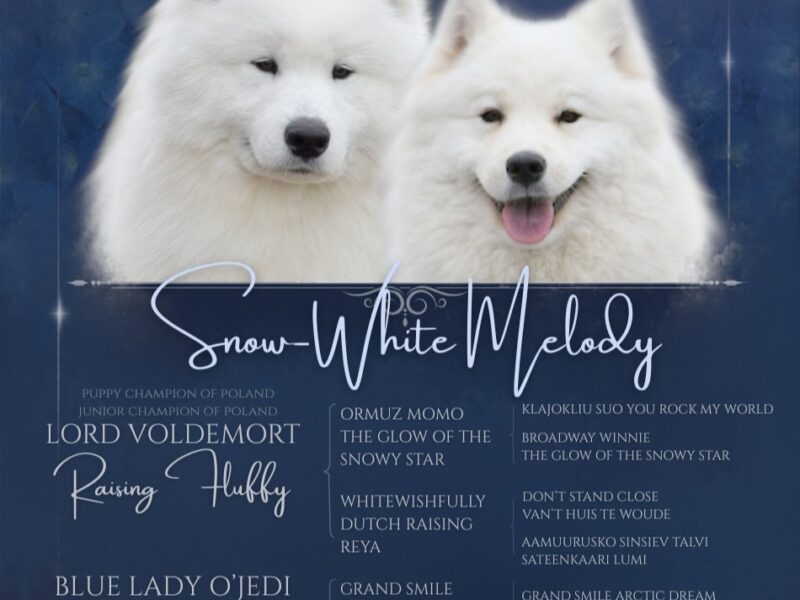 Samoyed szczenięta **już do odbioru**