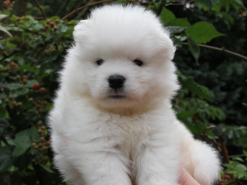 Samoyed samiec