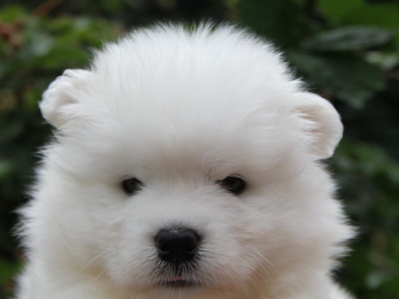 Samoyed samiec