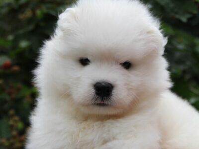 Samoyed samiec