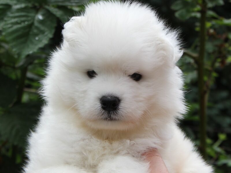 Samoyed samiec
