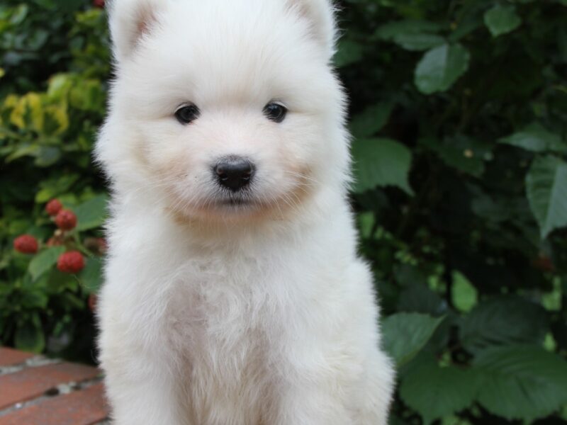 Samoyed szczenięta **już do odbioru**