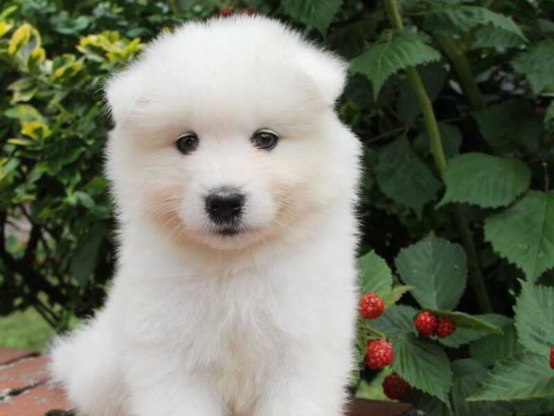 Samoyed szczenięta **już do odbioru**