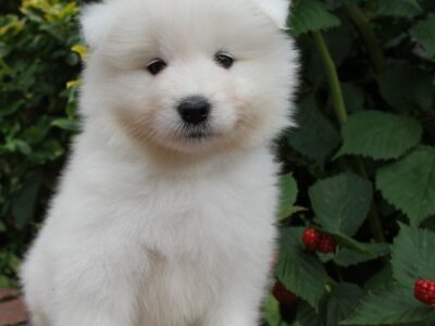 Samoyed szczenięta **już do odbioru**