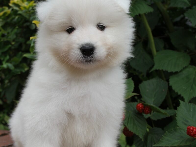 Samoyed szczenięta **już do odbioru**