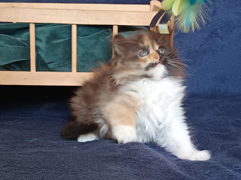ULA