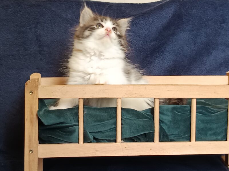UMA