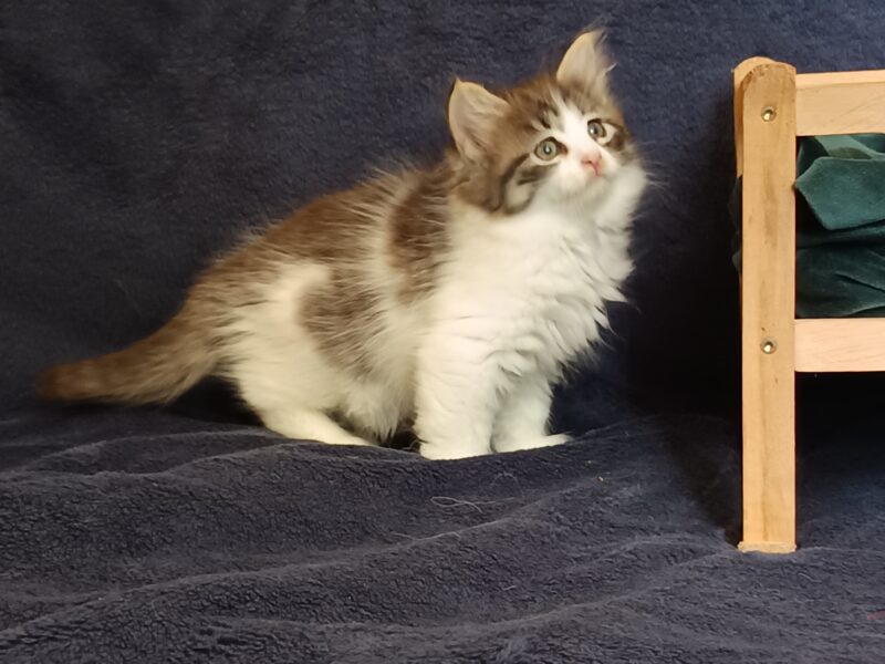 UMA