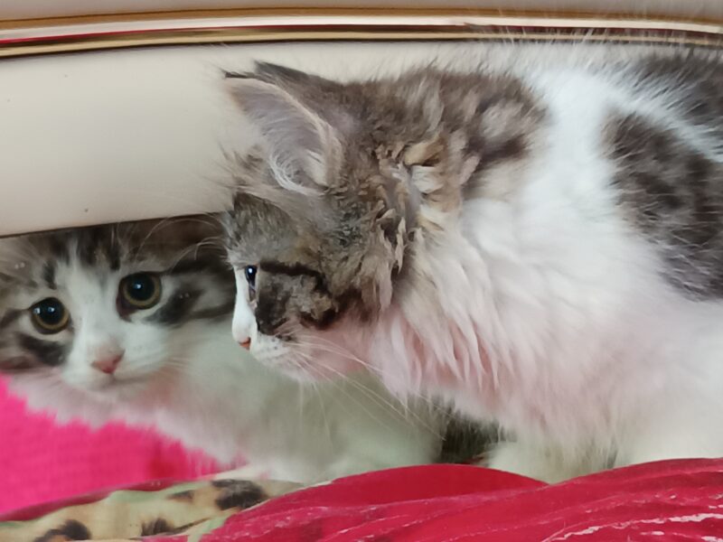 UMA