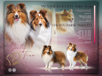 Owczarek szetlandzki sheltie FCI ZKwP zapowiedź miotu wrzesień