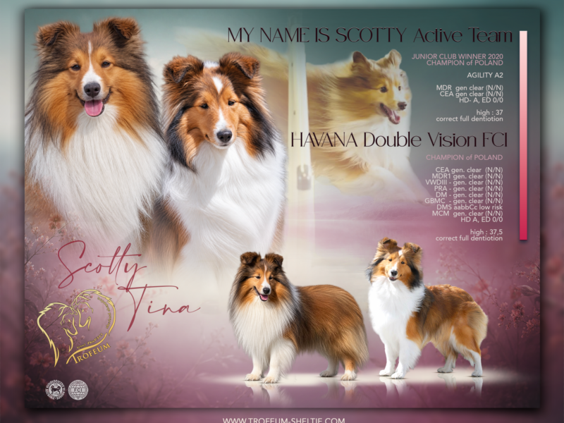 Owczarek szetlandzki sheltie FCI ZKwP zapowiedź miotu wrzesień