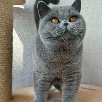 Puchate Kitku*PL