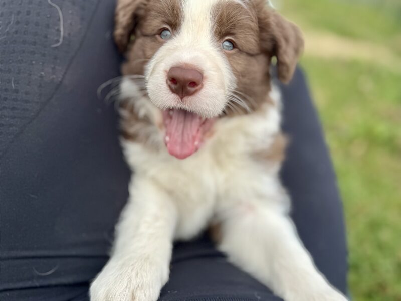 Border Collie chłopiec FCI / ZKwP