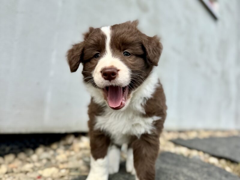 Chłopiec Border Collie FCI/ZKwP