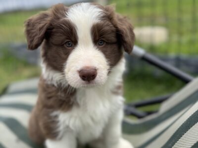 Border Collie chłopiec FCI / ZKwP