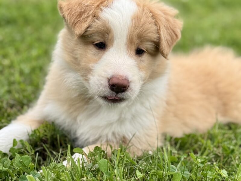 Border Collie suczka FCI / ZKwP