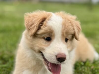 Border Collie suczka FCI / ZKwP