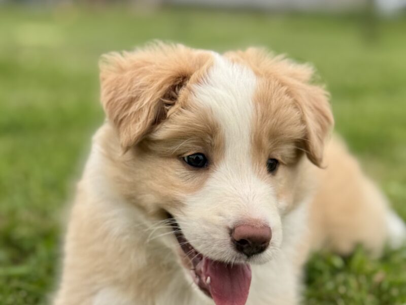 Border Collie suczka FCI / ZKwP