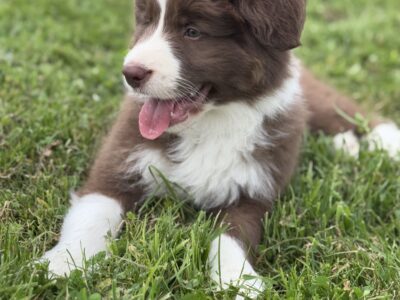Chłopiec Border Collie FCI / ZKwP