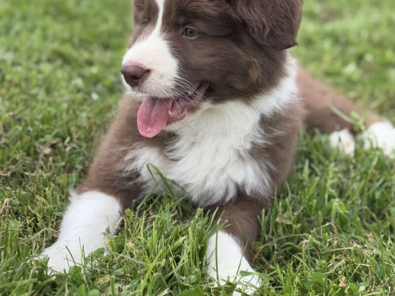 Chłopiec Border Collie FCI / ZKwP