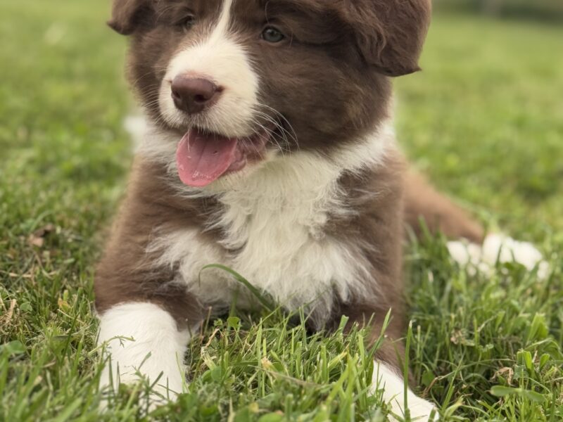 Chłopiec Border Collie FCI / ZKwP