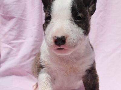 Mini Bull Terrier – szczenięta