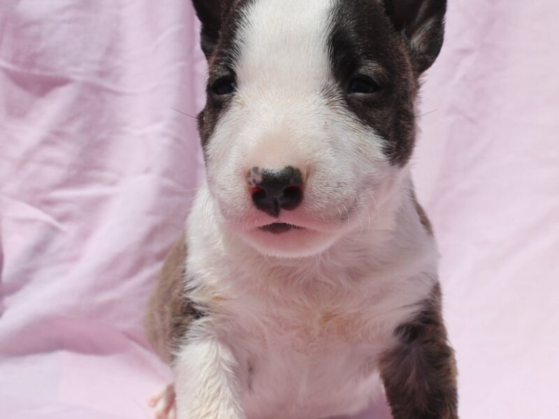 Mini Bull Terrier – szczenięta
