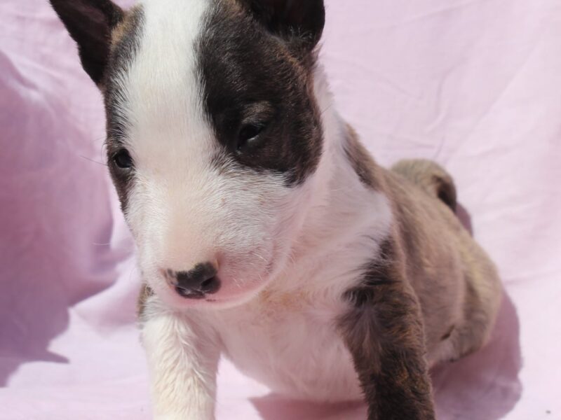 Mini Bull Terrier – szczenięta