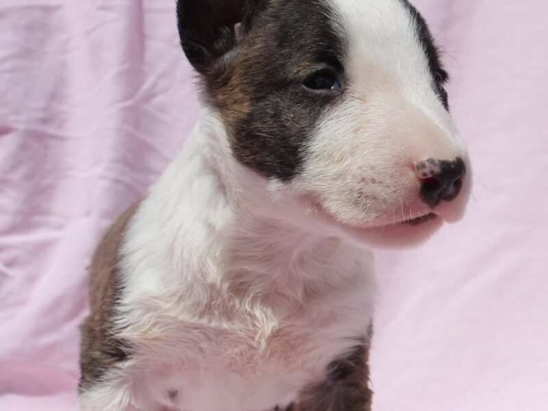 Mini Bull Terrier – szczenięta
