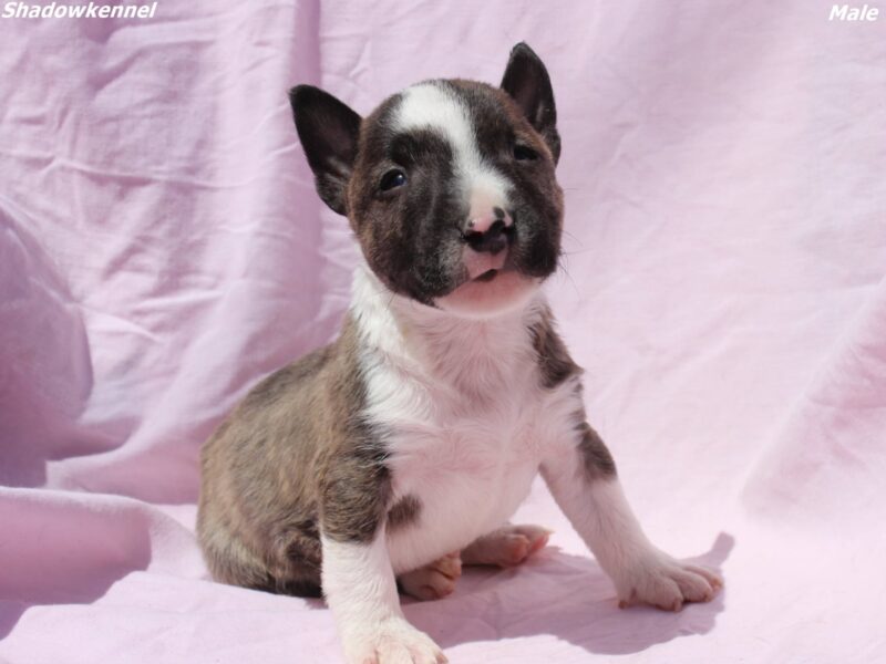 Mini Bull Terrier – szczenięta