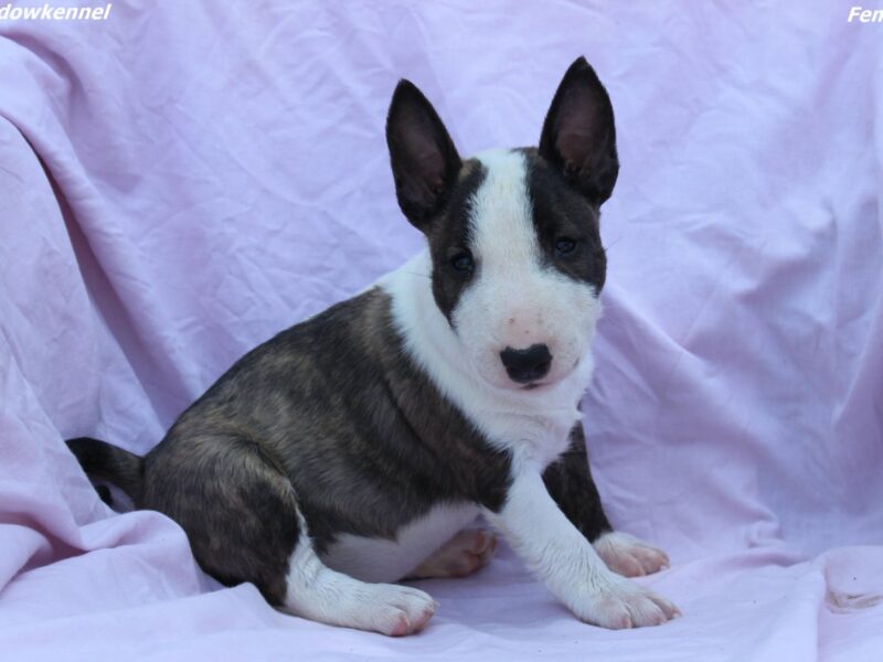 Mini Bull Terrier – szczenięta