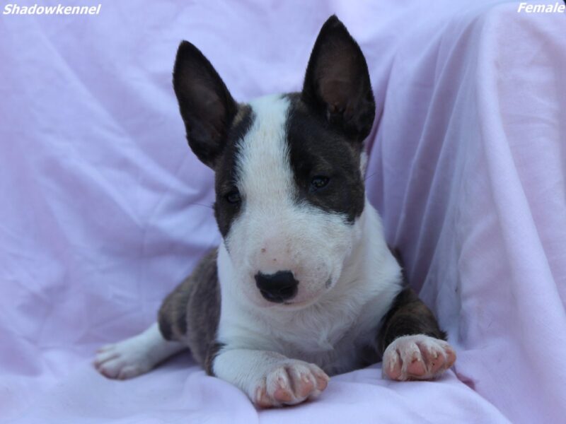 Mini Bull Terrier – szczenięta