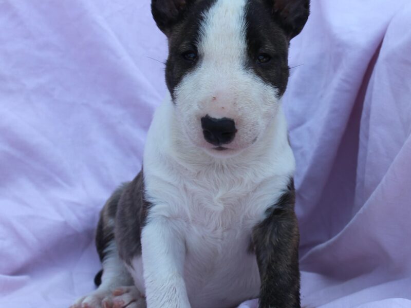 Mini Bull Terrier – szczenięta
