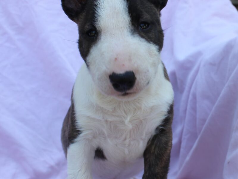 Mini Bull Terrier – szczenięta