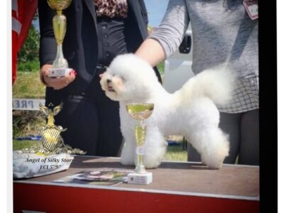 Bichon Frise – piękne szczenięta