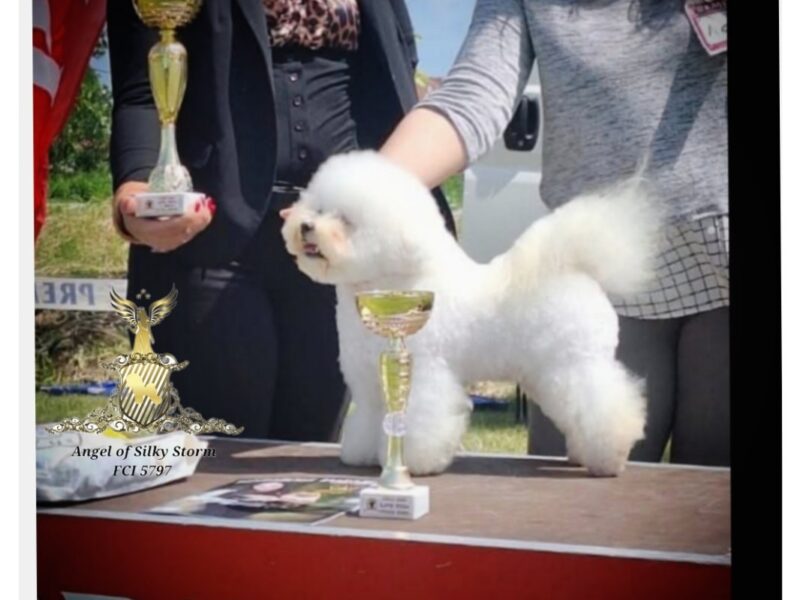 Bichon Frise – piękne szczenięta