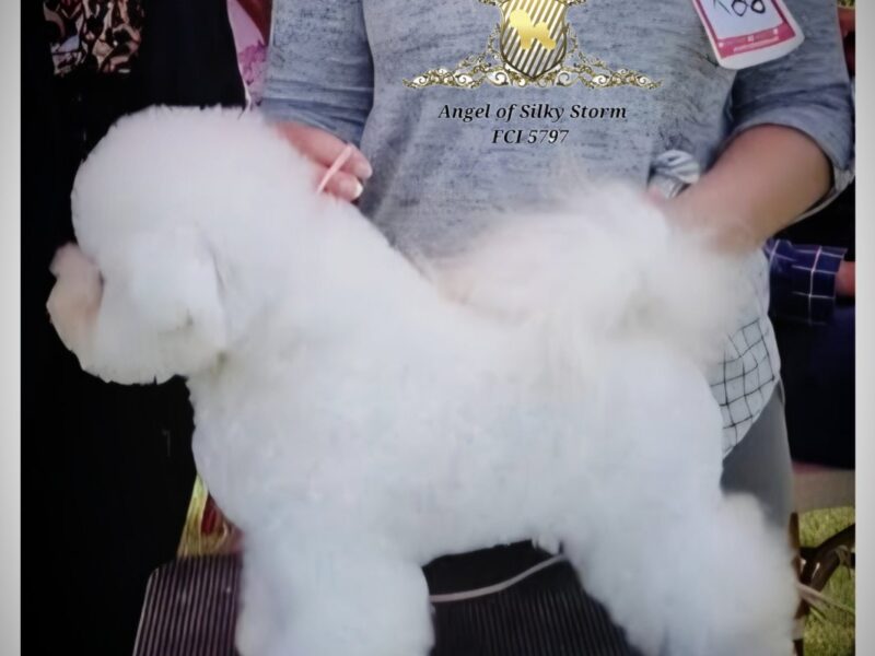 Bichon Frise – piękne szczenięta