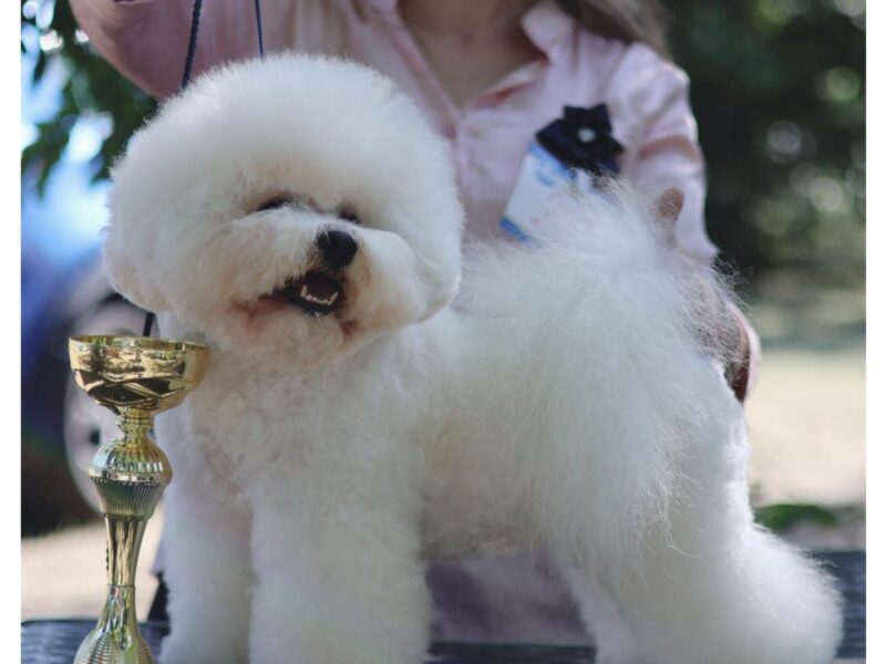 Bichon Frise – piękne szczenięta