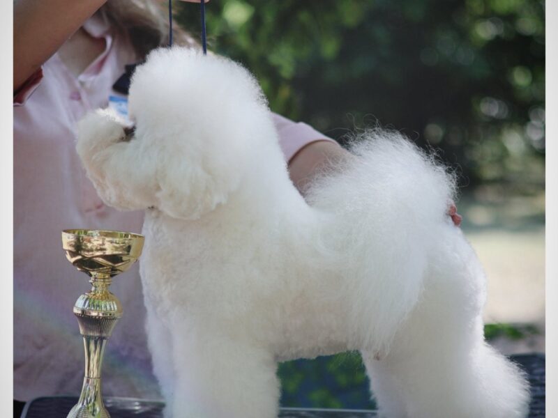 Bichon Frise – piękne szczenięta