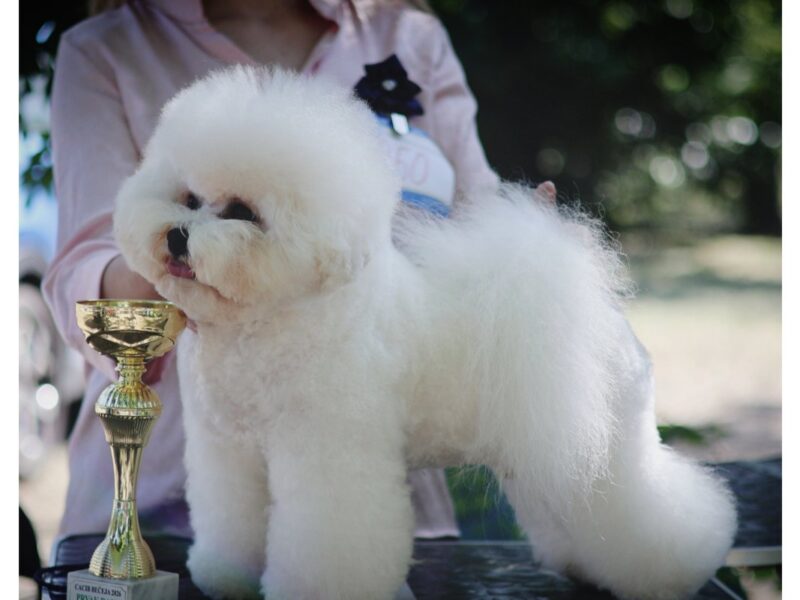 Bichon Frise – piękne szczenięta